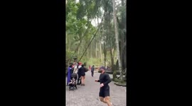 Falling tree crushes tourists to death at busty monkey forest in Bali
