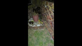 Man Finds a Glow-Worm in His Backyard