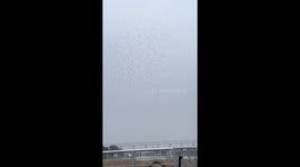 Cai Guoqiang's daytime fireworks performance in Quanzhou disrupted by drone crash