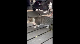 Freeze feline! Pet cat stands still in hunting pose