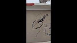 Driver draws shrimp on dust-covered car window