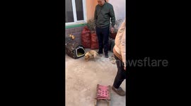 Adorable moment newly adopted stray dog cannot contain excitement with new home