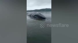 50ft whale stranded in shallow water is helped back to the sea in Indonesia