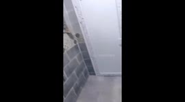 Tiger spotted peering into a bathroom through a hole in Varanasi, India