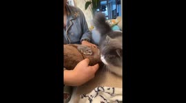 Cat tries to snatch hamster during interaction in Shanghai, China