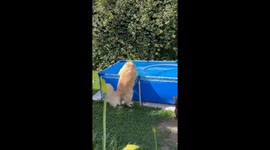 Dogs enjoy pool time in Pigüé, Argentina