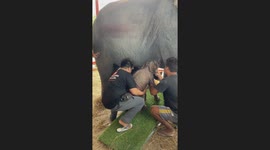 The team work involved in helping a newborn elephant to feed from her mother is amazing
