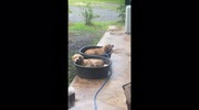 temp