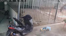 Lion pushes over motorcycle parked outside enclosure