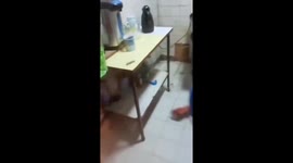 Cat meows loudly while owner fights mouse in Hebei, China