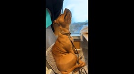 Dog stares at reflection on train roof