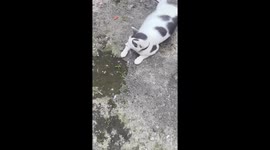 Cat with human-like nose in Rio de Janeiro, Brazil