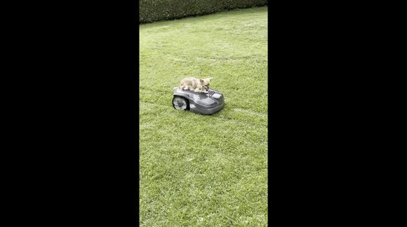 chihuahua turns the PEL