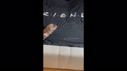 temp