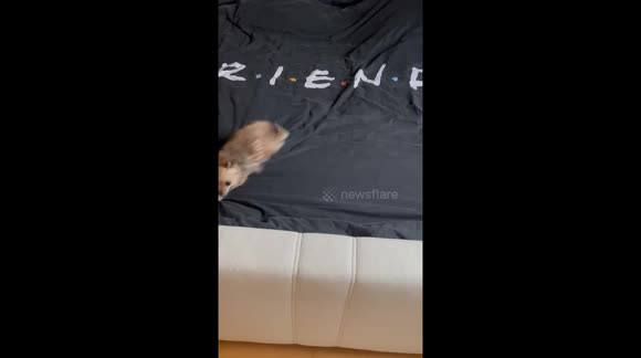 Cute Chihuahua playing