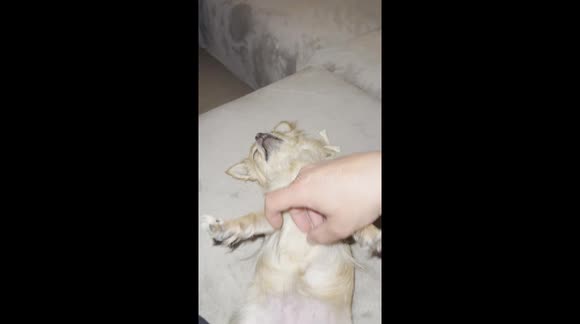 cute Chihuahua sleeping