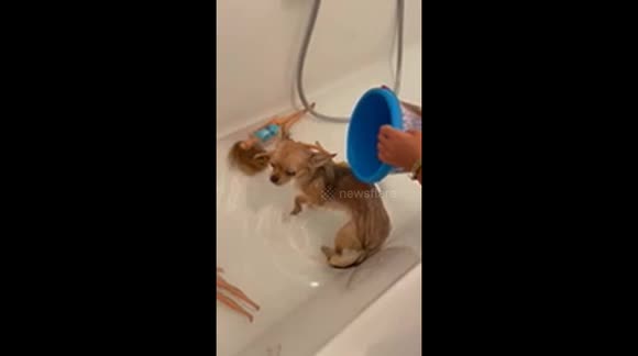Cute Chihuahua in bath