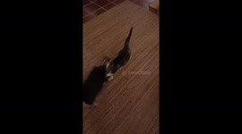 Watch this heartwarming video of Toni, a small dog, playfully wrestling with his best friend—a cat! The two are inseparable, sharing endless fun and companionship.