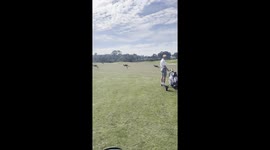 Golfers Wait For Kangaroo Traffic