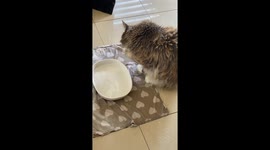 Big domestic cat drinking with paws and splashing in a water bowl.