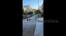 Lebanon: The city in the morning: people walking their dog, New Year's lights on