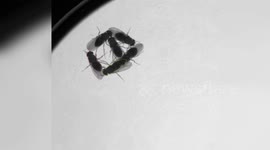 US: Aggressive Female Fruit Flies Focus on Foes Through Neural Mechanisms