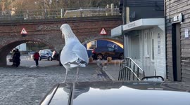 Giant sized seagull waits outside fish and chip shop in Folkestone, England