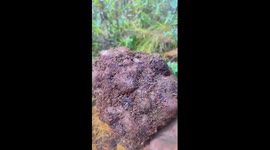 1.71-kg black truffle found in China's Yunnan
