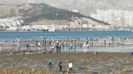 China: Citizens Dig For Seafood on The Beach