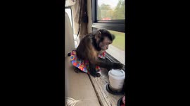 Sasha the Capuchin Monkey enjoying a vanilla latte while traveling in our RV.