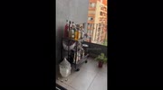 temp