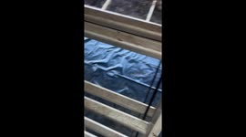 Golden Retriever Follows His Human Up Ladder