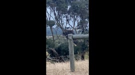 Baby Eagle Uses Wind to Practice Flying