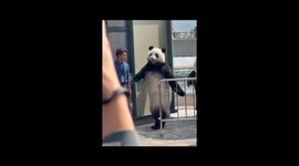 Panda spotted on Hong Kong's Avenue of Stars in China