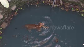 Distressed lion guy rescued after falling into well in western India