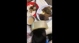 Cat tries to steal fish from plate through tape