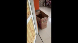 Daughter and pet cat relax together inside a box in Sukabumi, Java, Indonesia