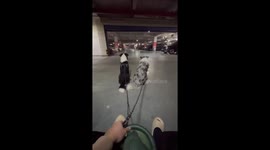 Man playing with two dogs in a toy car loses balance in Hubei, China