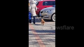 Happiest dog in world with floppy ears walks with spring in its step