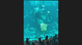 Aquarium diver feeds giant stingrays