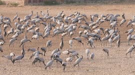 Thousands of demoiselle cranes reach kheechan to spend their winters