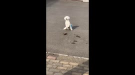 Clever Bichon in Heilongjiang Mimicked Worship in Playful Plea for a Brick