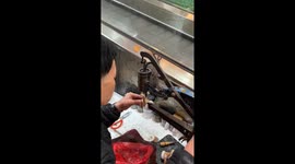 Tiny shoes, big heart: Cobbler repairs footwear for schnauzer in China