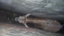 Cow stranded between parallel walls at railway station gets rescued in marathon operation