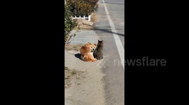 Purr-fect Harmony: Cats and Dog Caught Snuggling in the Sun