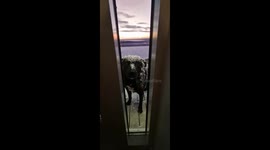 A snow covered dog waits at the door, waiting to be let in. Her owner opens the door and asks the dog to wait, go back and shake. The dog does. Good girl! She's welcomed in.