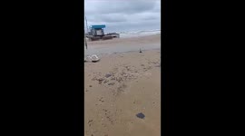 Bird covered in oil stains in Krasnodar Krai, Russia