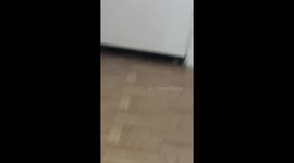 Mouse staring at person in Houston, Texas