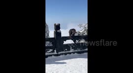 游客手机正充电，峨眉山猴子误当作零食直接抢走