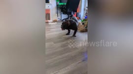 Bulldog mix stars in Home Alone parody made with pet sitter